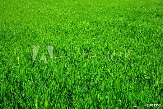Picture of Grass texture